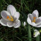 Krokusse - sie leuchten in der Sonne