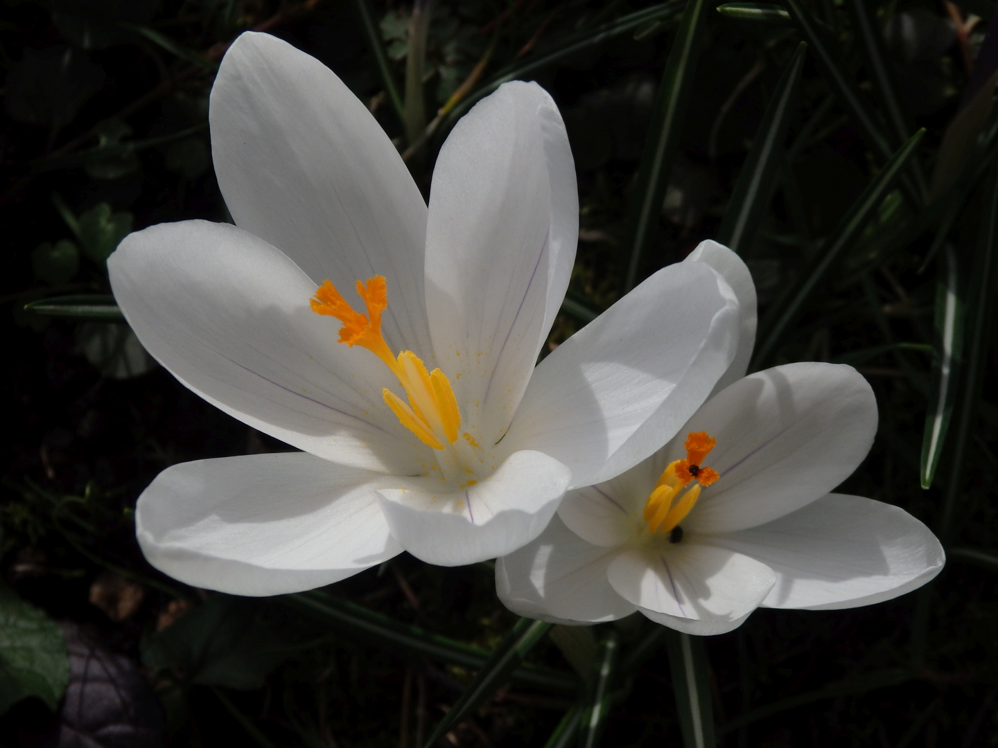 Krokusse - sie leuchten in der Sonne