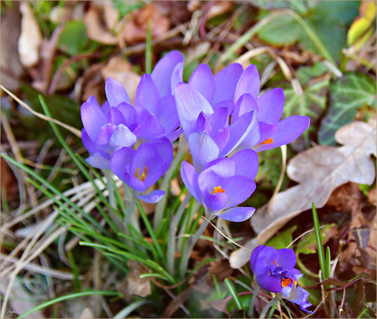 Krokusse signalisieren: