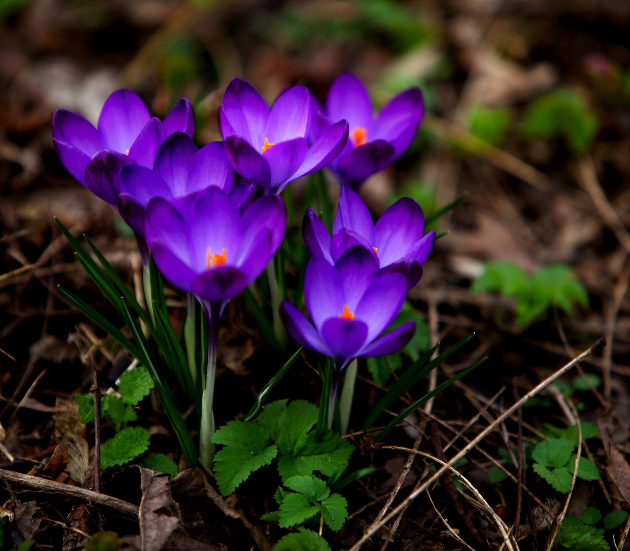 Krokusse sind jetzt überall