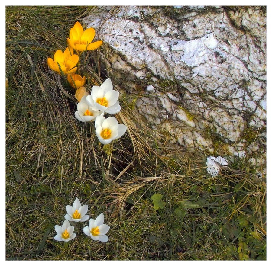 Krokusse sind richtige Sonnenanbeter.