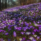 Krokusse soweit das Auge reicht