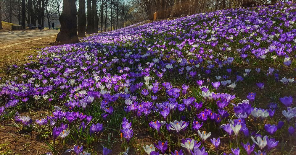 Krokusse soweit das Auge reicht