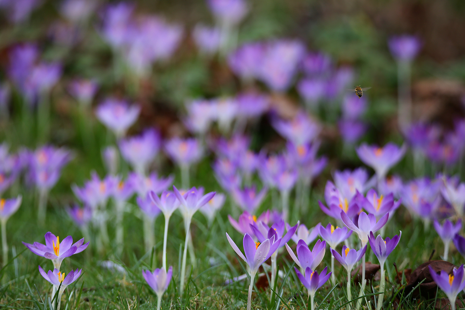 Krokusse statt Karneval