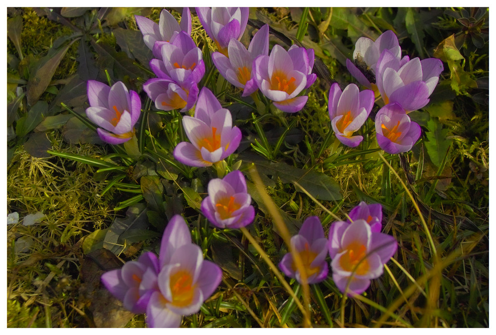 Krokusse suchen die Sonne.Heute sah ich den ersten Zitronenfalter, fotografieren ließ er sich nicht.