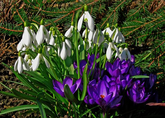 Krokusse u. Schneeglöckchen die ersten Blüten