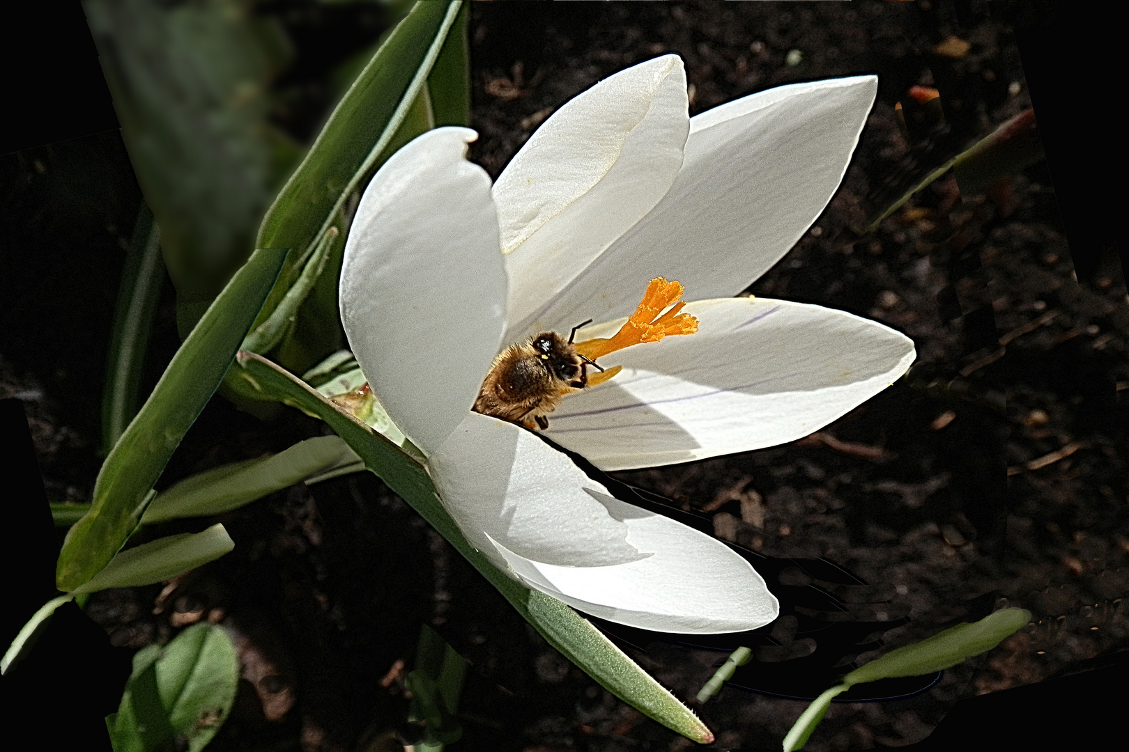 Krokusse überlebte den Sturm 