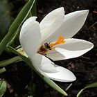 Krokusse überlebte den Sturm 