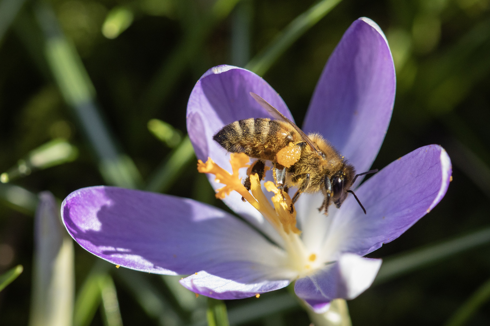 Krokusse und Biene 2/4