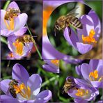 Krokusse und Bienen — Fast wie im Frühling — 23.02.22 