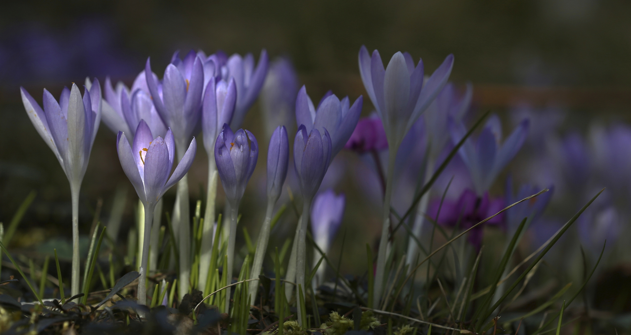 Krokusse und Cyclamen