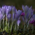 Krokusse und Cyclamen