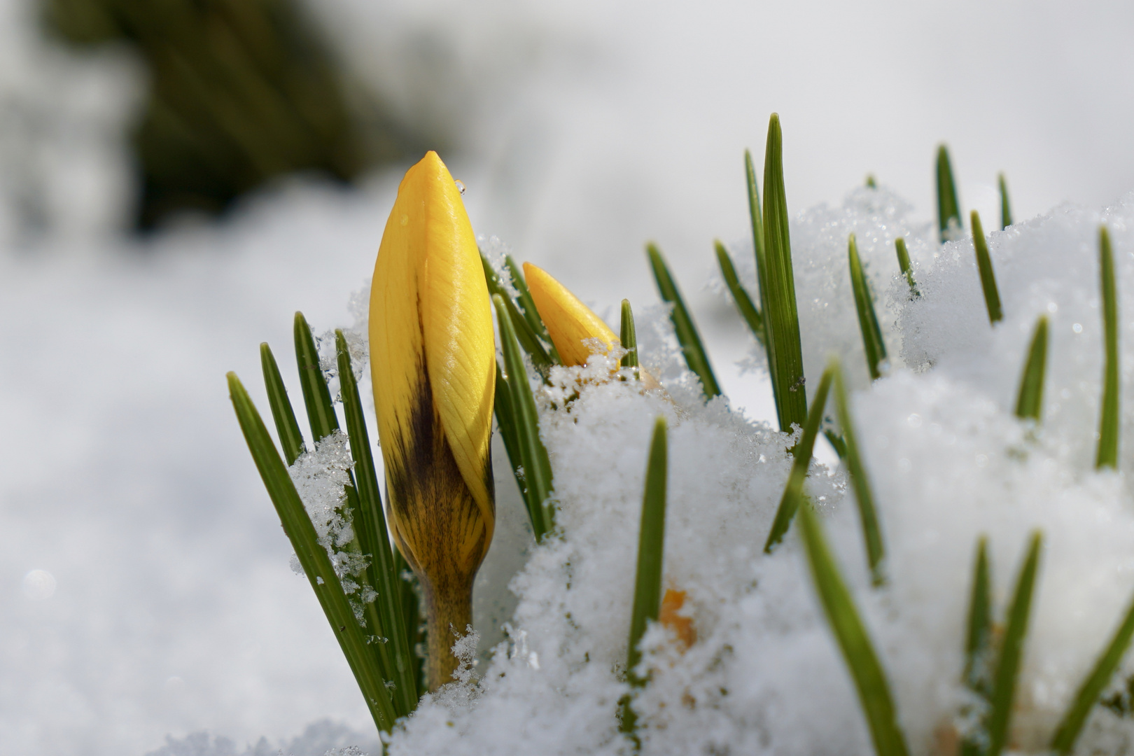 Krokusse und Eis