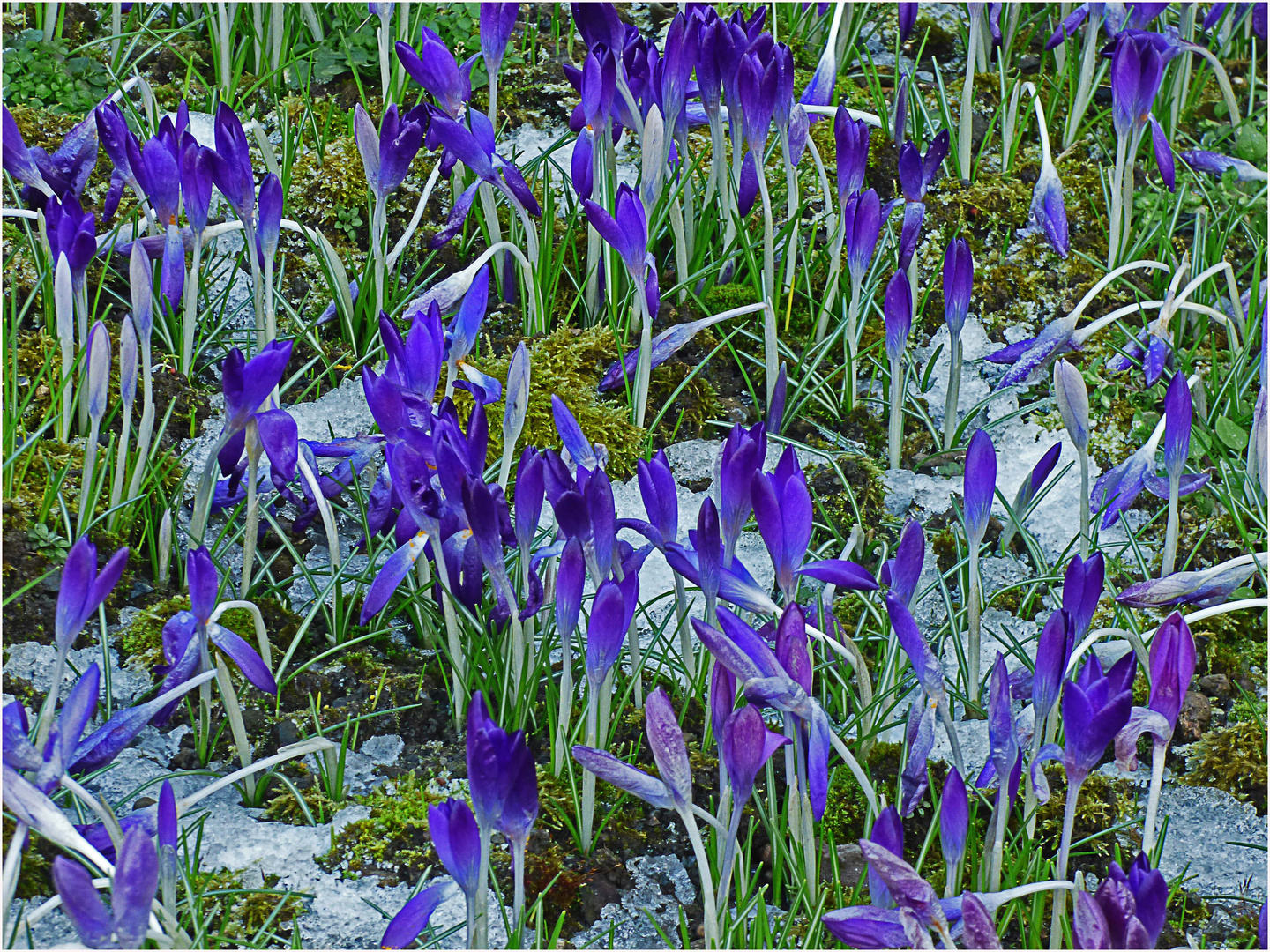 Krokusse und etwas Schnee