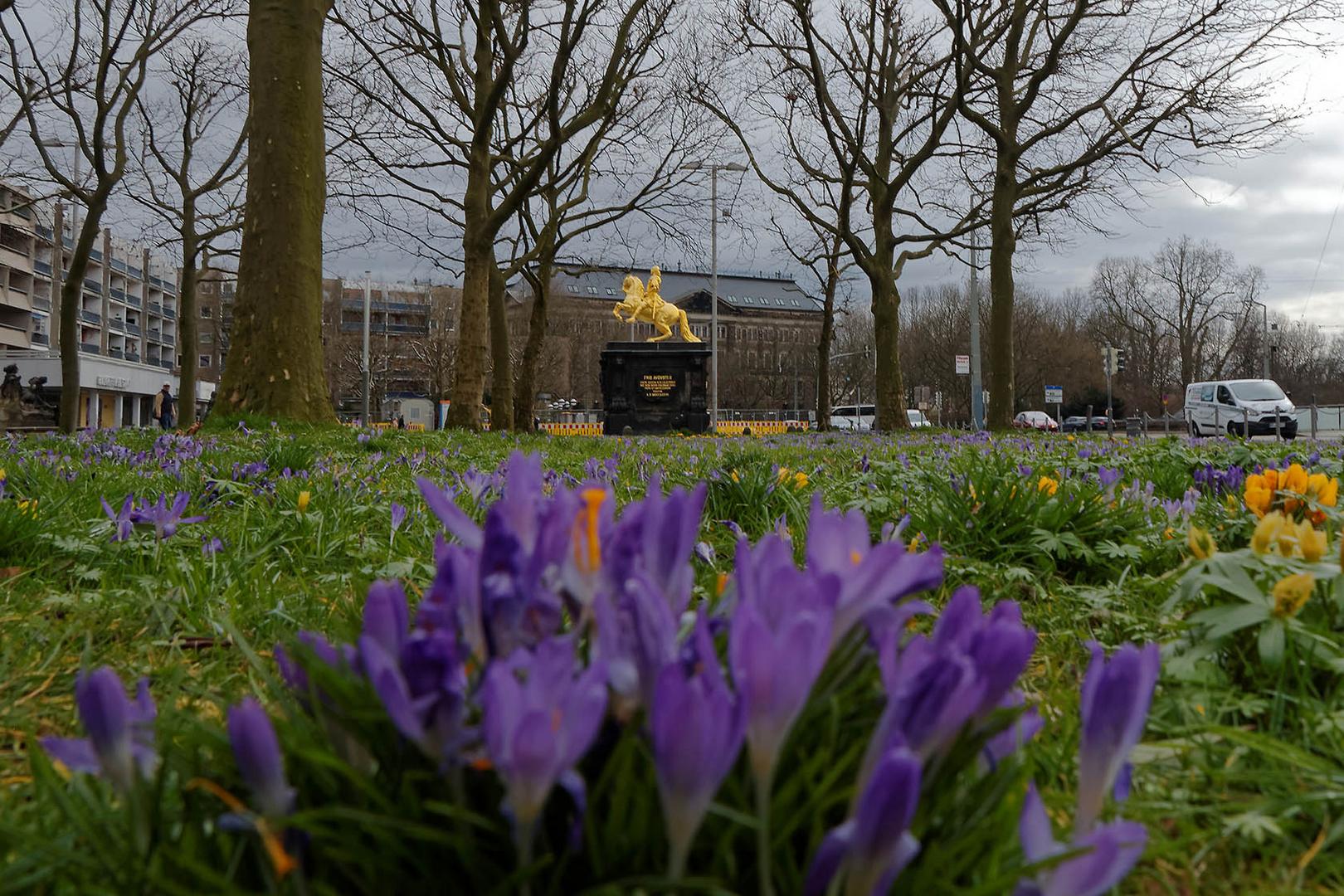 Krokusse und Goldener Reiter