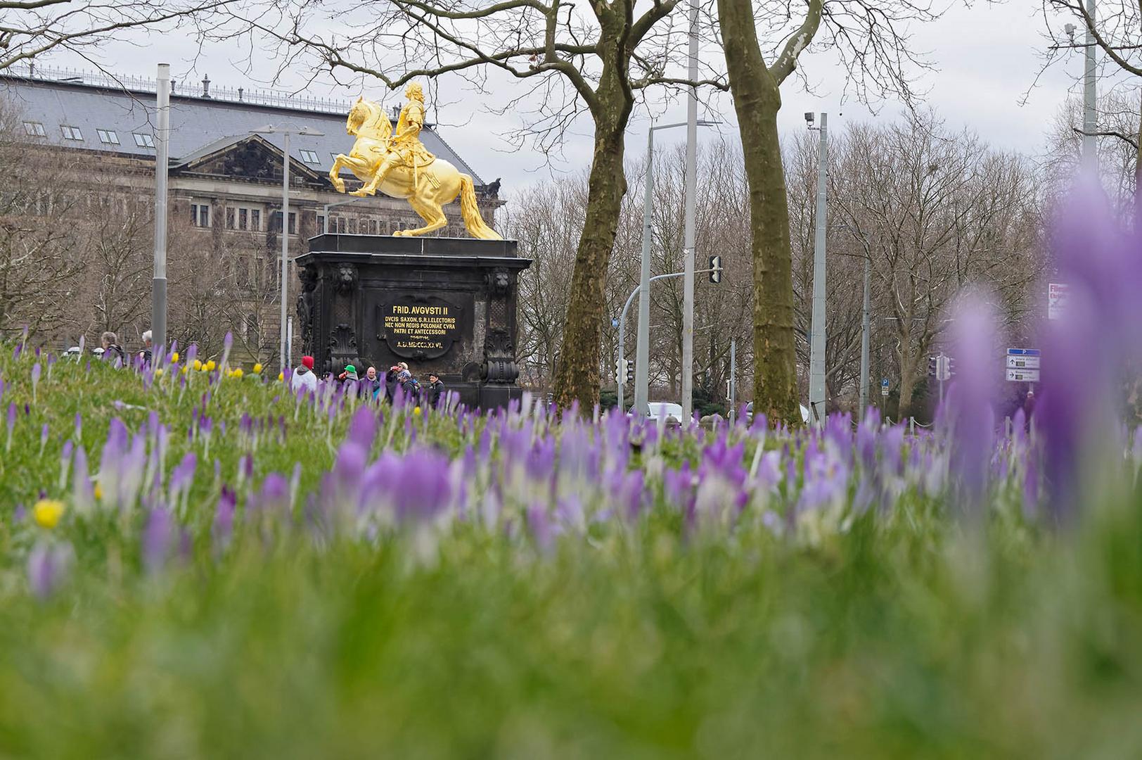 Krokusse und Goldener Reiter