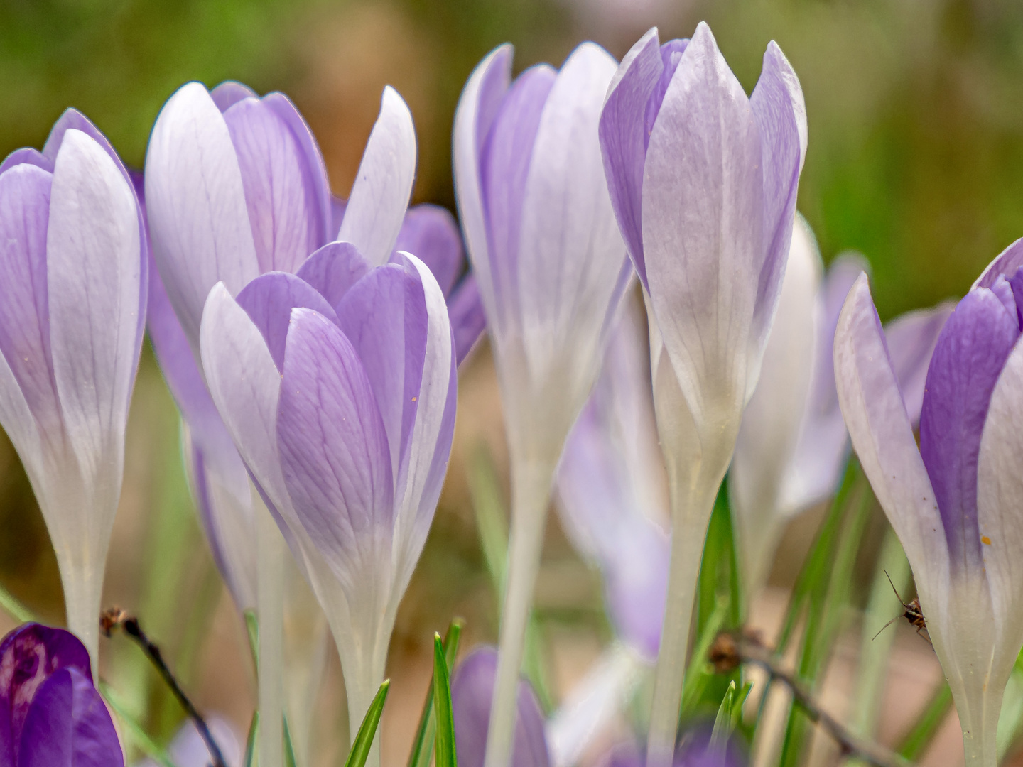 Krokusse und kleines neugieriges Insekt 