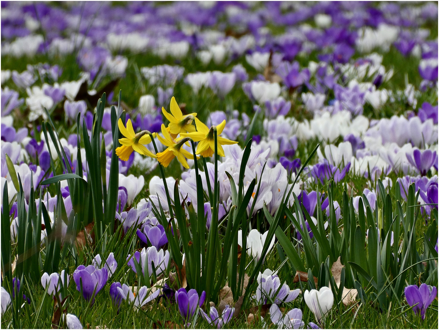Krokusse und Narzissen Foto & Bild natur, frühblüher, kleinpflanzen