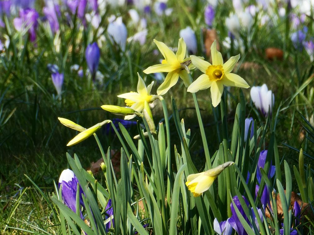 Krokusse und Narzissen Foto & Bild natur, frühblüher, kleinpflanzen