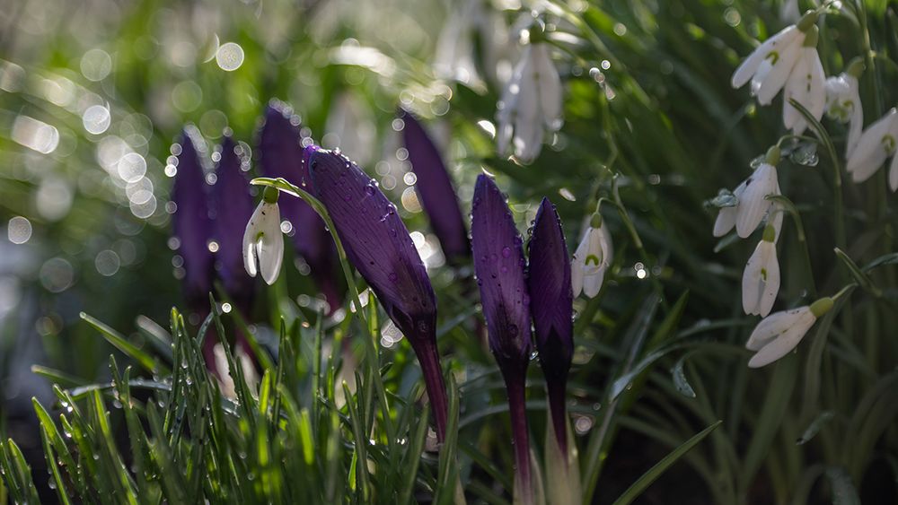 Krokusse und Schneeglöckchen Foto & Bild pflanzen, pilze & flechten
