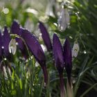 Krokusse und Schneeglöckchen