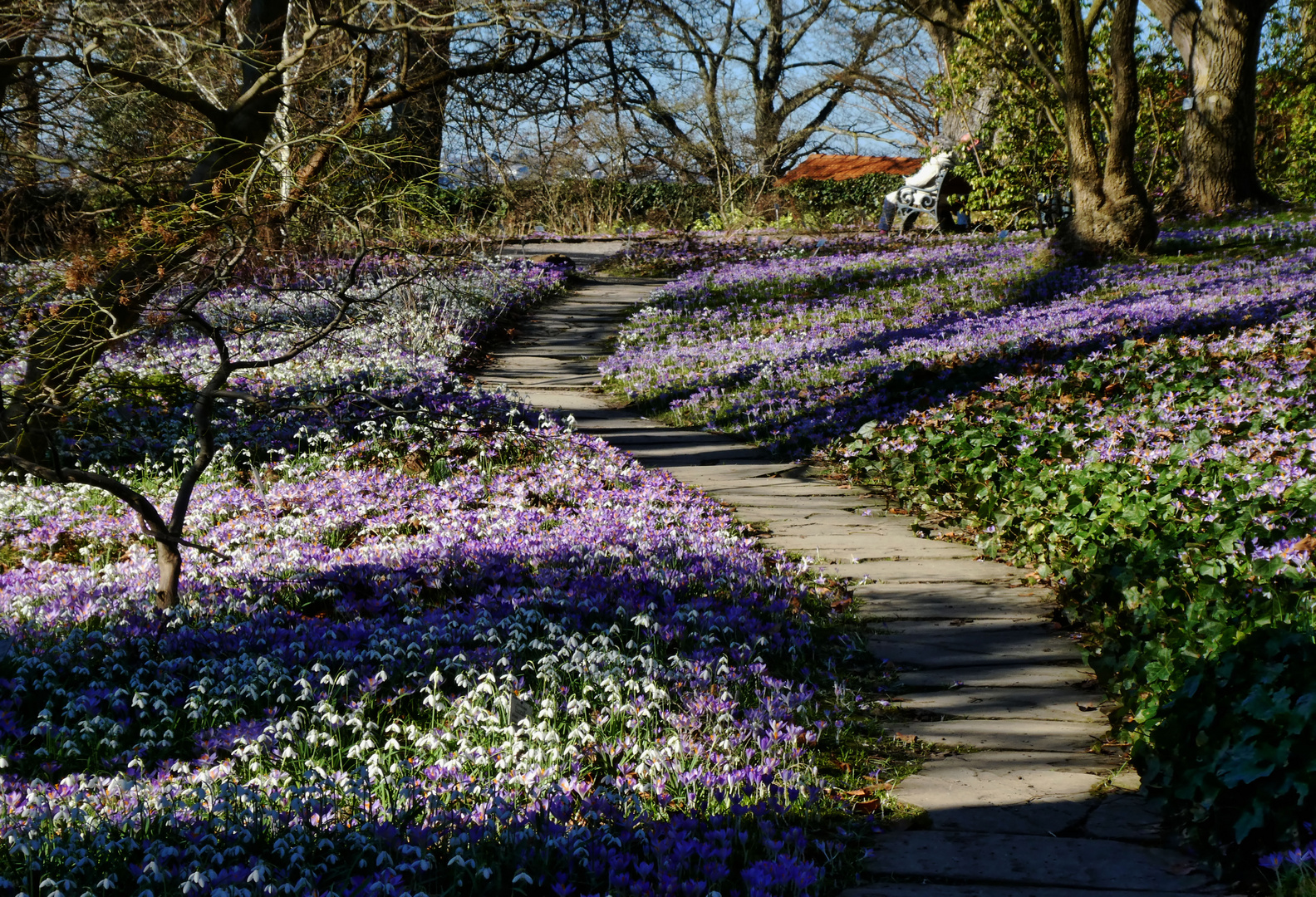 Krokusse und Schneeglöckchen Foto & Bild natur, landschaft, botan
