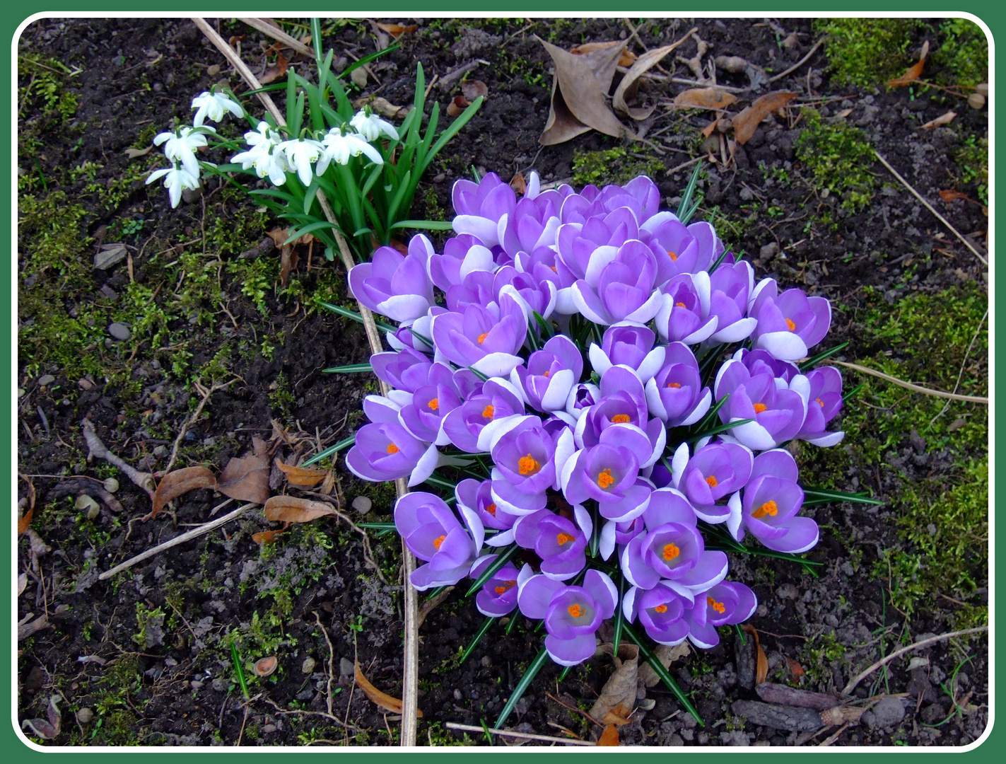 -Krokusse und Schneeglöckchen-