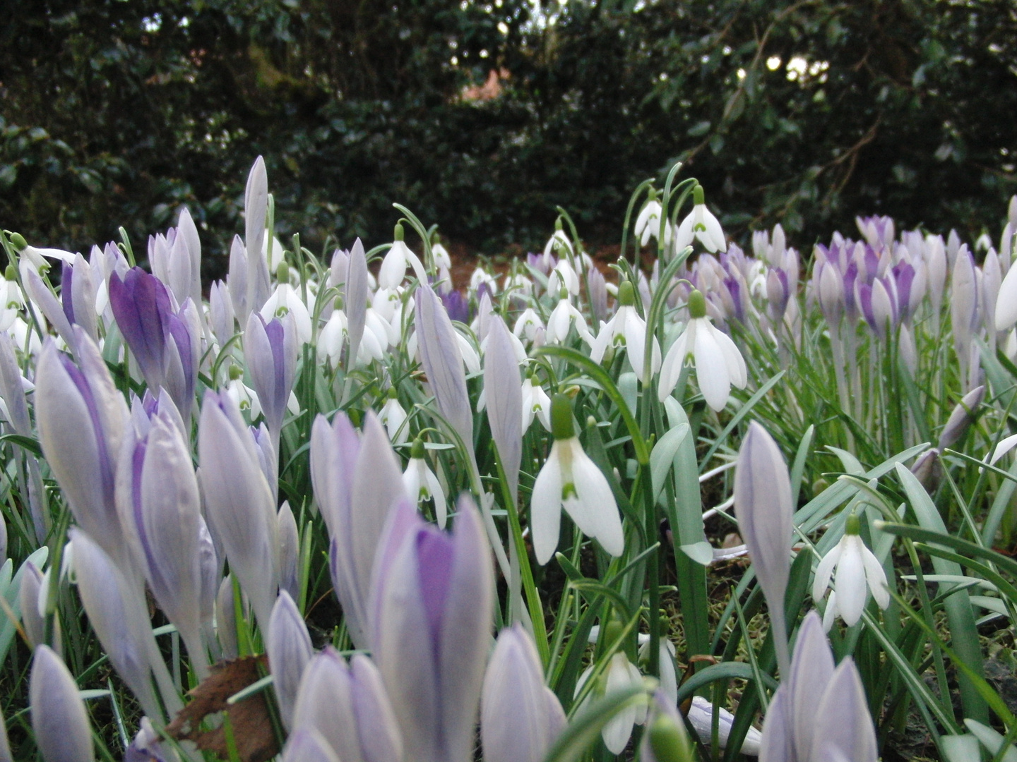 Krokusse und Schneeglöckchen "läuten"den Frühling ein !! Foto & Bild