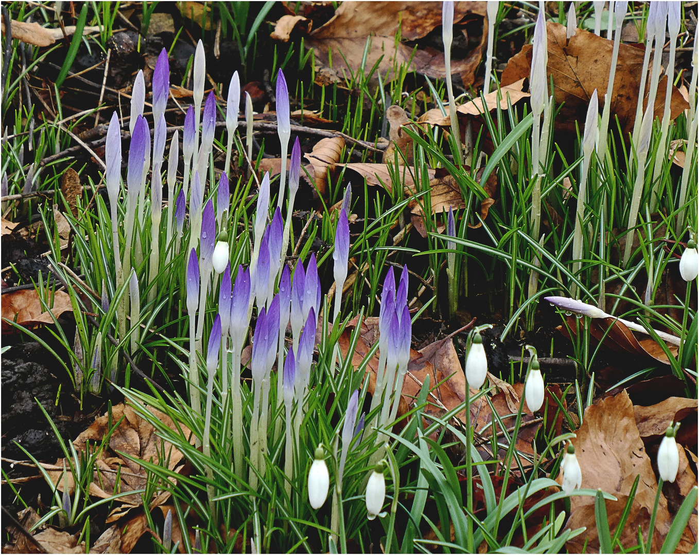 Krokusse und Schneegöckchen