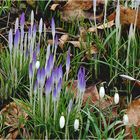 Krokusse und Schneegöckchen