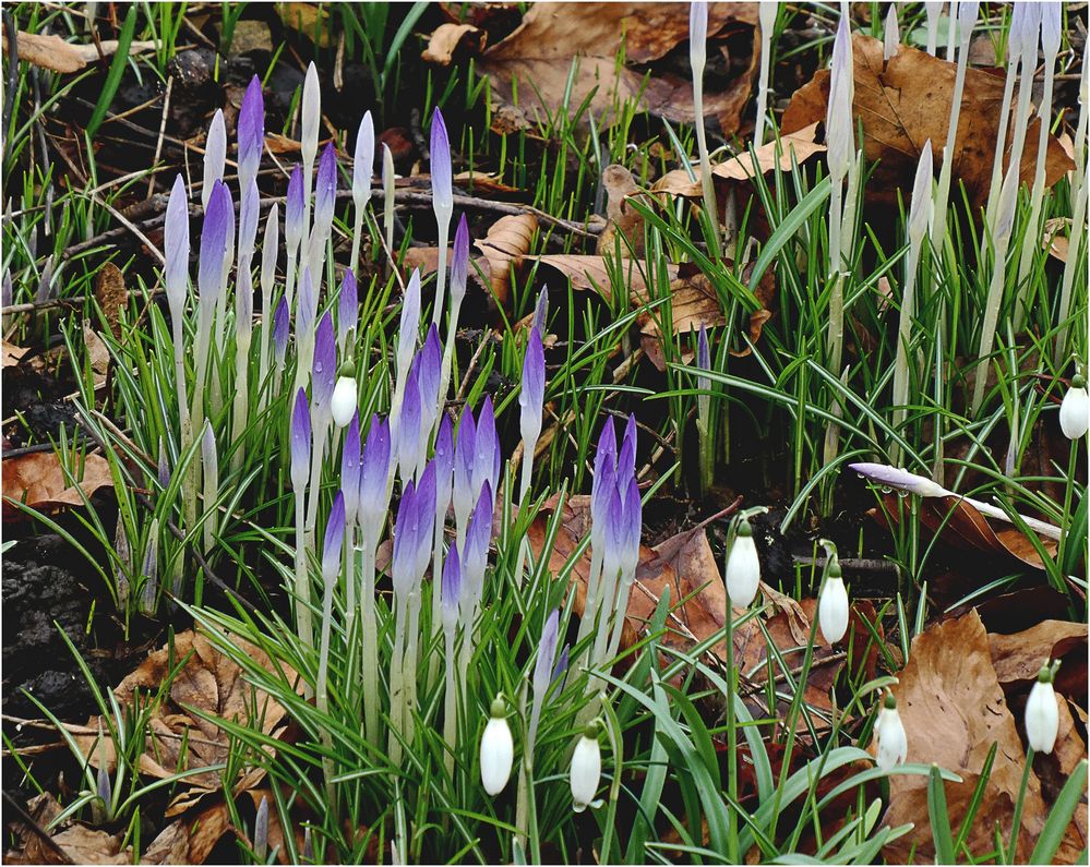 Krokusse und Schneegöckchen Foto & Bild natur, pflanzen