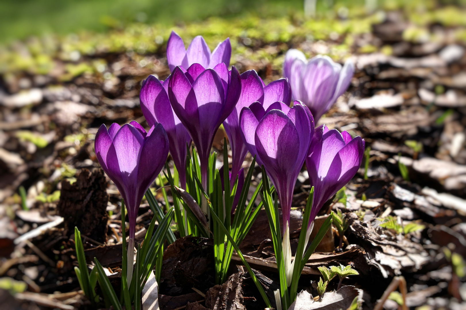 Krokusse und Sonne - reicht zum Anfang