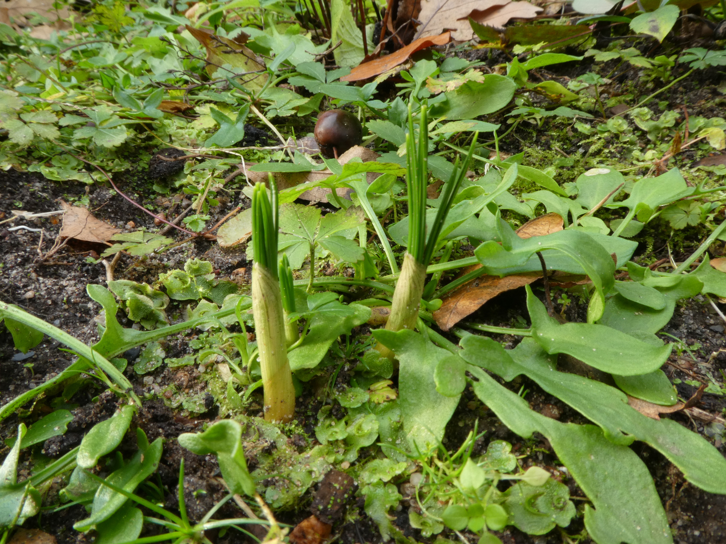 Krokusse vom gestrigen Tag