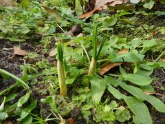 Krokusse vom gestrigen Tag