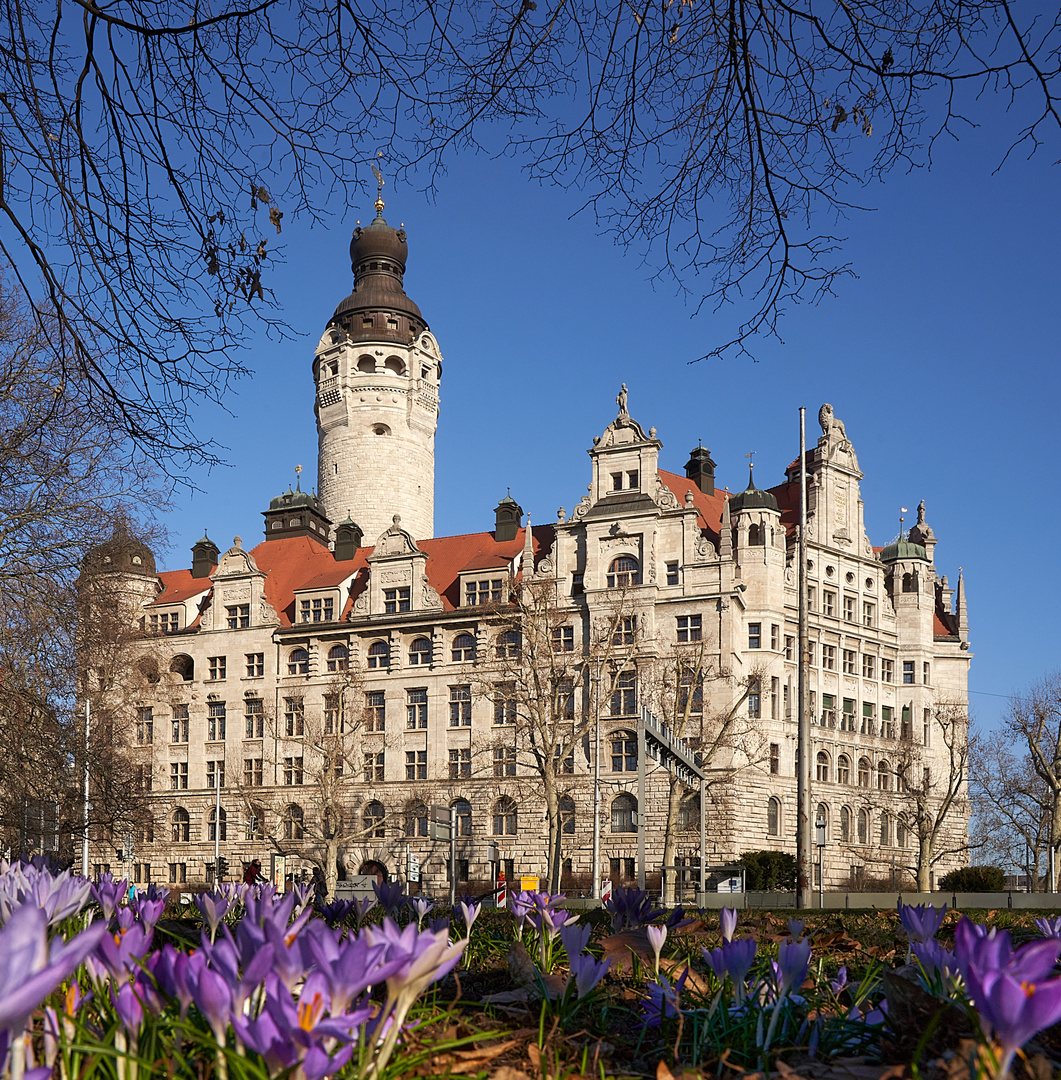 Krokusse vor dem Neuen Rathaus in Leipzig