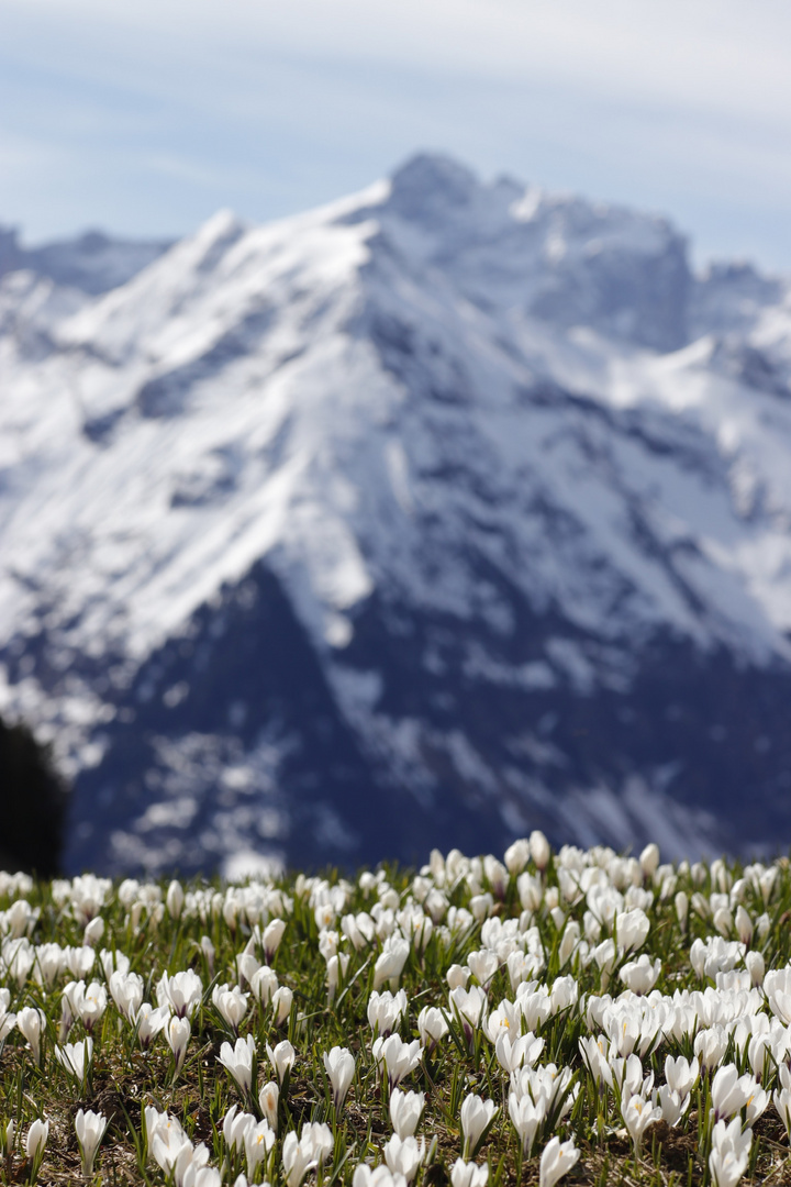 Krokusse vor der Schweizer Alpenkulisse