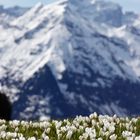 Krokusse vor der Schweizer Alpenkulisse