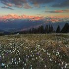 Krokusse vor grandioser Kulisse