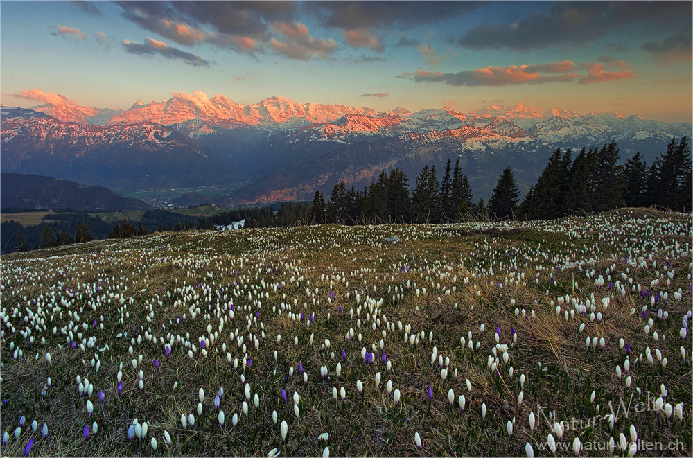 Krokusse vor grandioser Kulisse