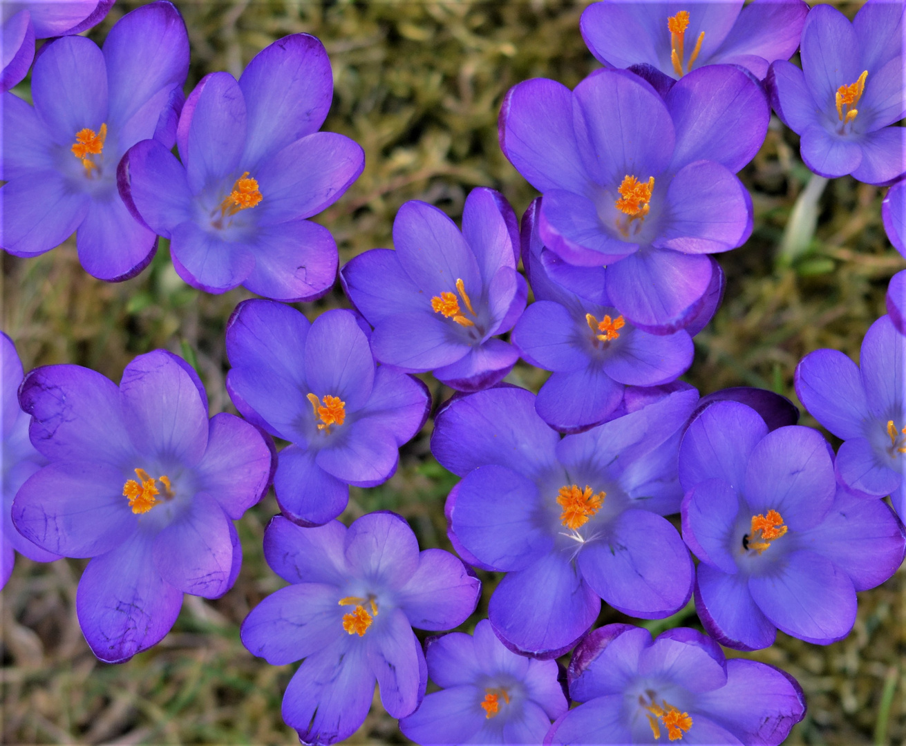 Krokusse wie ein kleiner Teppich