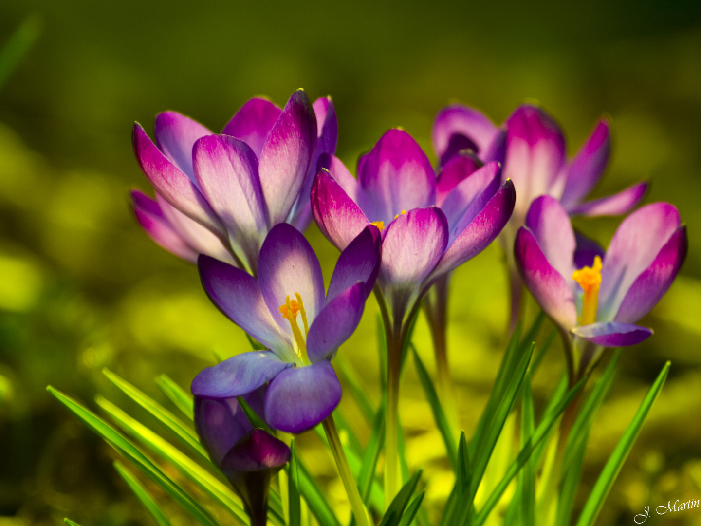 Krokusse zum Frühling Foto & Bild pflanzen, pilze & flechten, blüten