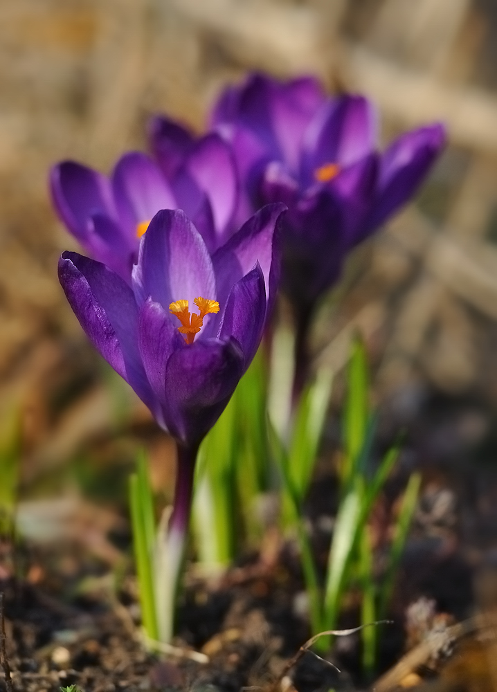 Krokusse zum Frühlingsanfang.