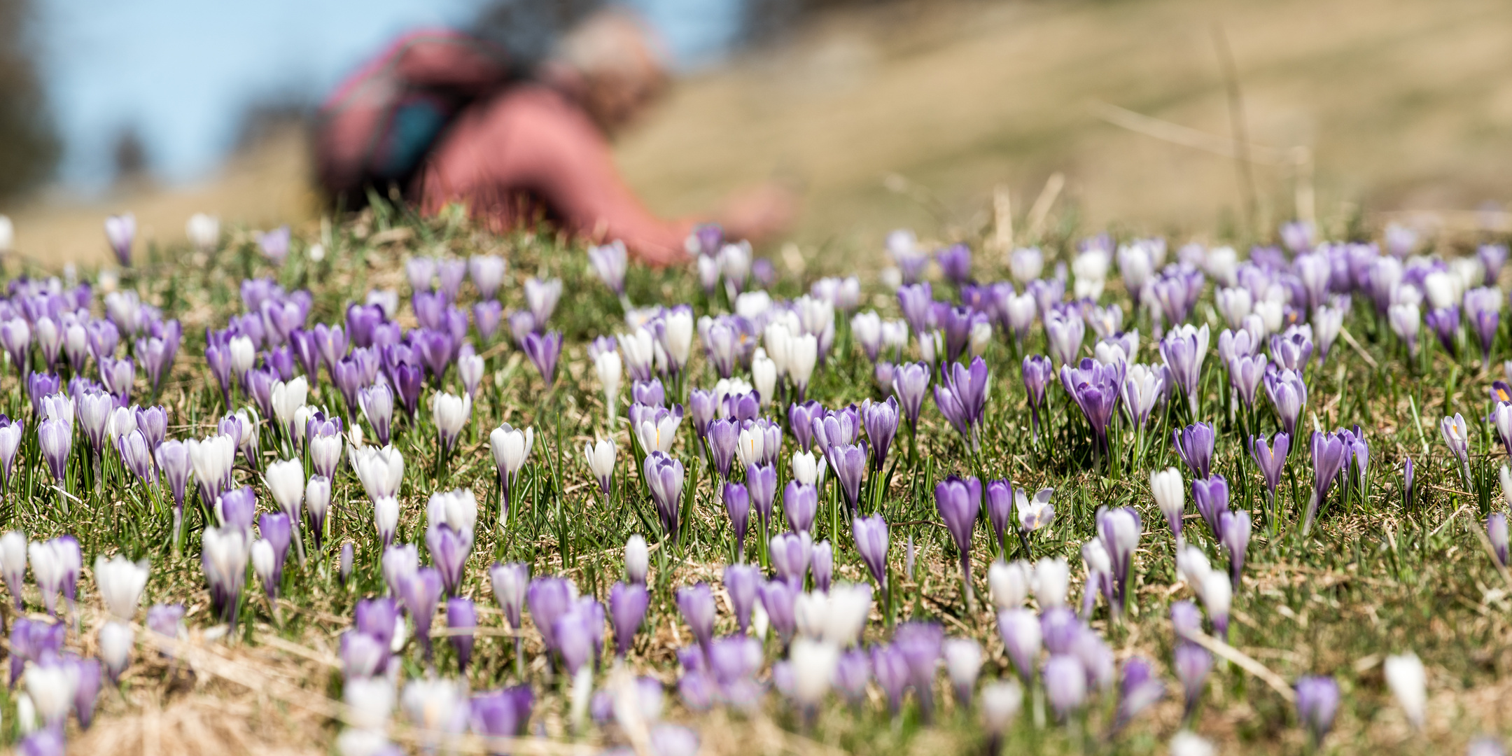 Krokusse zum Sattsehen