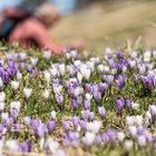 Krokusse zum Sattsehen