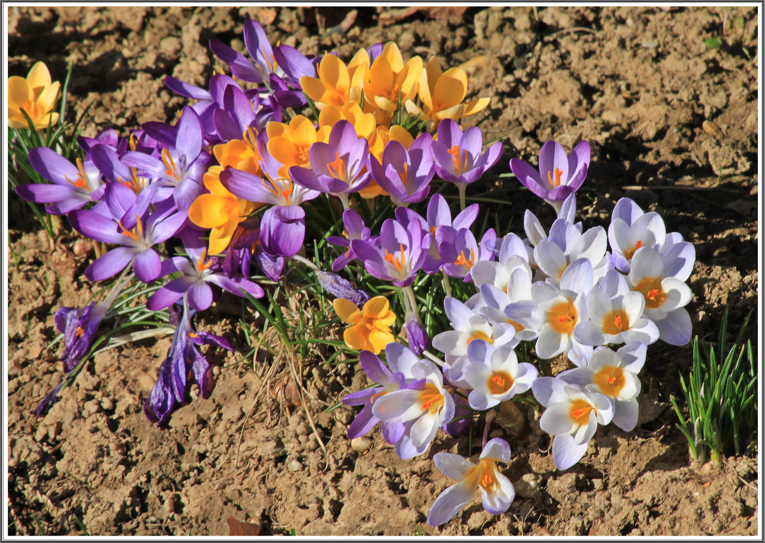 Krokusse zum Sonntag