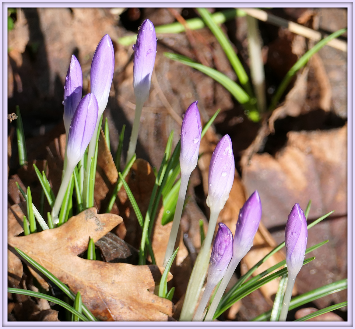 Krokusse zum Wochenende