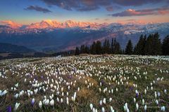 Krokussli und Alpenglühen