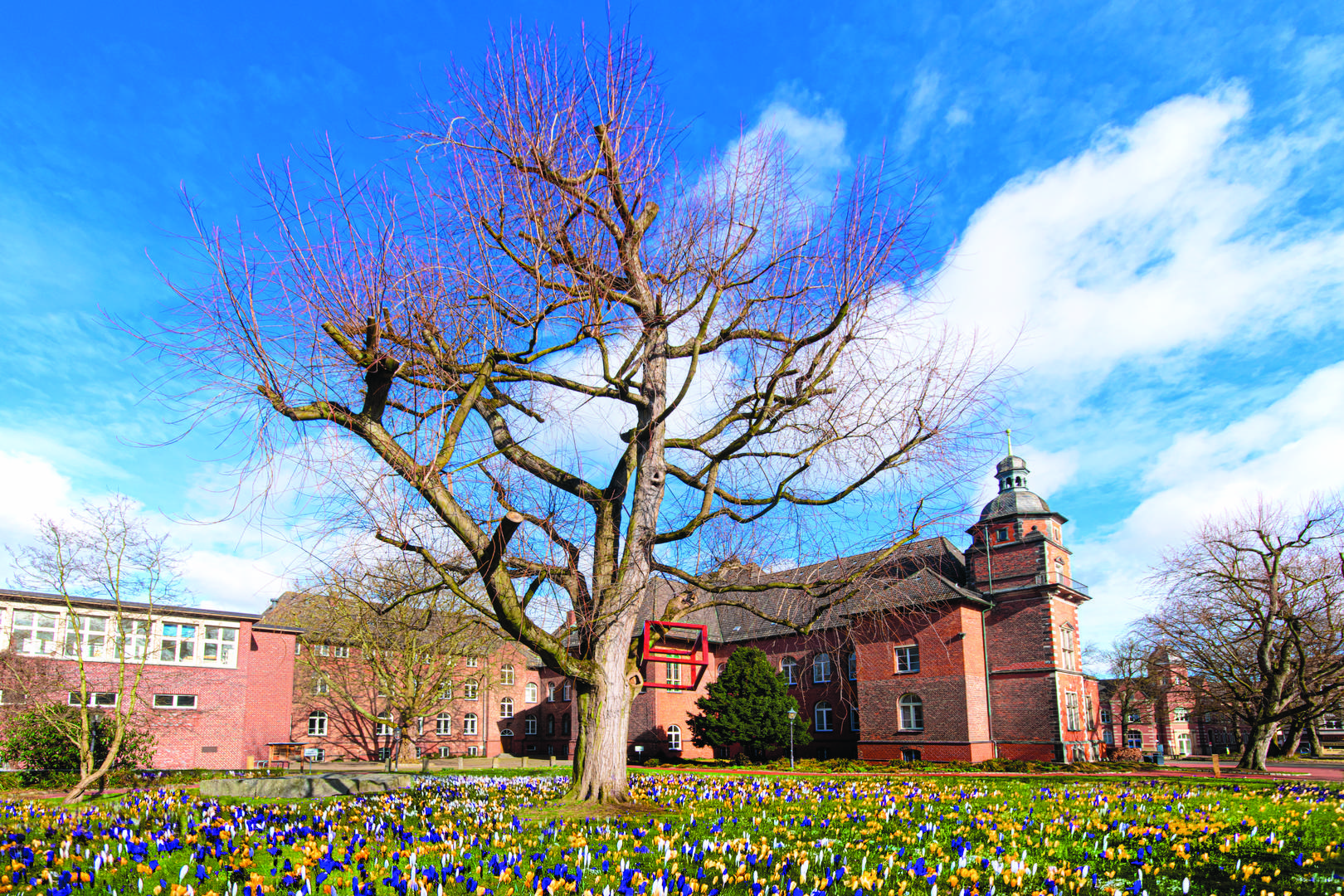 Krokusswiese vor dem Harburger Rathaus