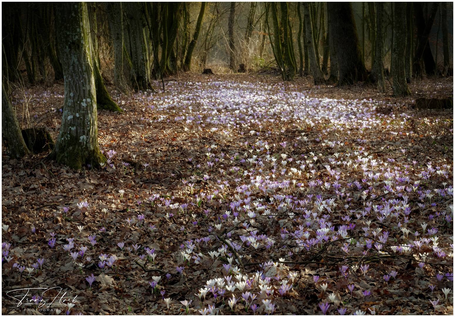 Krokuswald 