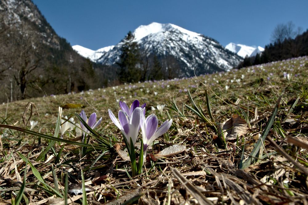 Krokuswiese